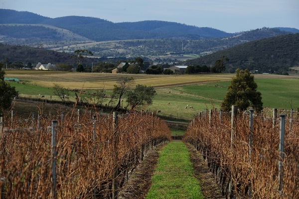 Tolpuddle Vineyard 2